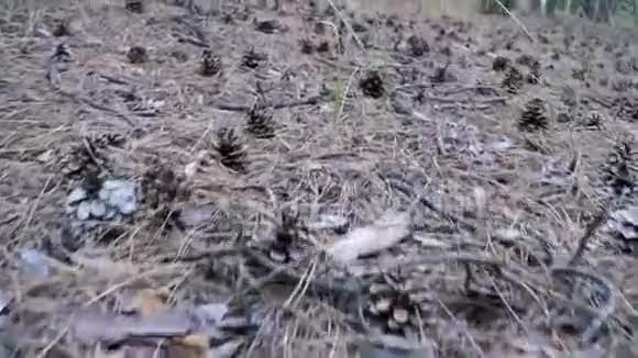 松林中的圆锥体照相机在地面上向低方向移动视频的预览图