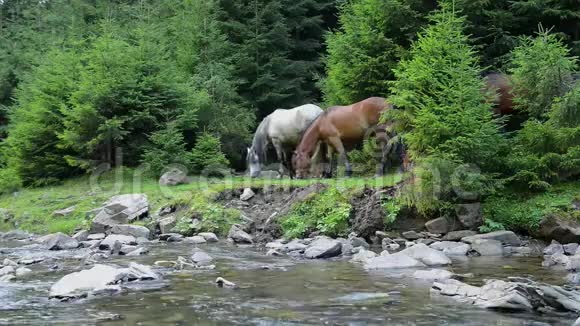 马在山河附近放牧视频的预览图