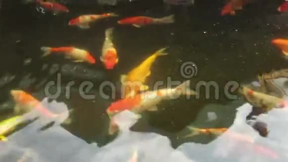 锦鲤或日本花匠在池塘游泳视频的预览图