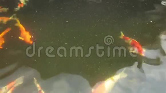 锦鲤或日本花匠在池塘游泳视频的预览图