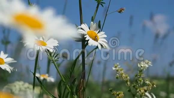 夏日草地上盛开的雏菊视频的预览图