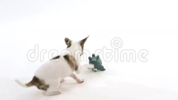 奇瓦瓦狗玩玩具视频的预览图