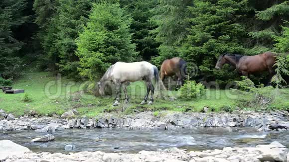 马在山河附近放牧视频的预览图