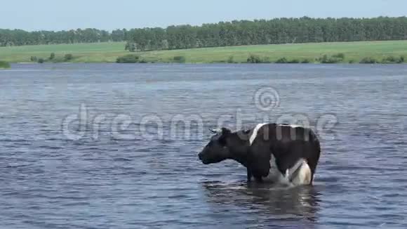 在炎热的夏日一头牛在浇水视频的预览图