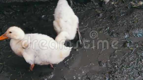 许多鹅在雨后从农场的脏槽里喝水视频的预览图