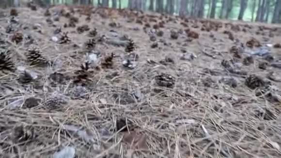 松林中的圆锥体照相机在地面上向低方向移动视频的预览图