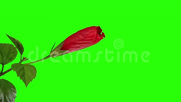 盛开的红色芙蓉花蕾绿屏全高清芙蓉波多视频的预览图