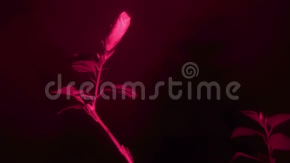 红外线下的花盛开的红色芙蓉花全高清木槿花木槿花视频的预览图