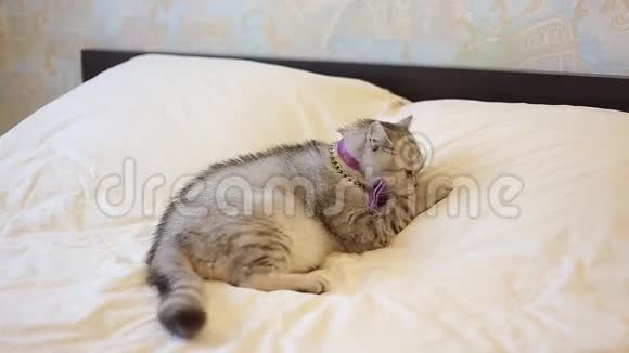 英国猫戴着蝴蝶结视频的预览图