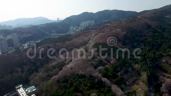 韩国釜山吉慕良山樱花之春视频的预览图