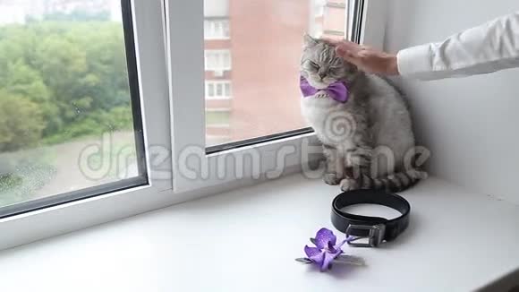 英国猫戴着蝴蝶结视频的预览图