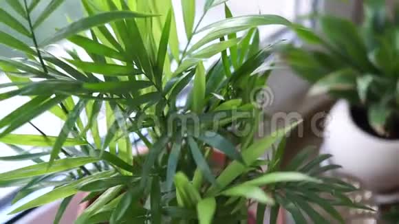 窗台上的天然盆栽植物绿色家庭植物和肉质植物视频的预览图