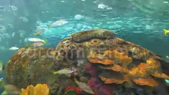 巨大的热带鱼群在五颜六色的珊瑚礁中游动视频的预览图