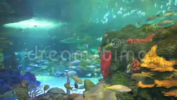 巨大的热带鱼群在珊瑚礁中游动视频的预览图