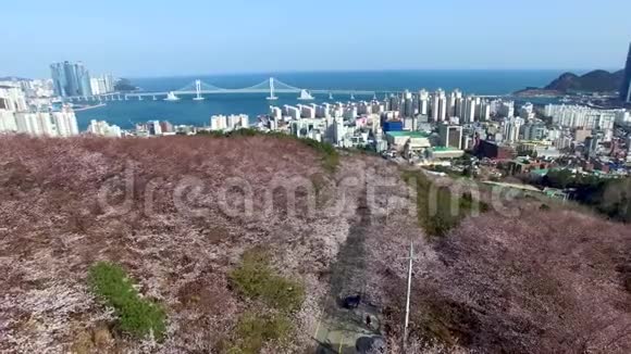 韩国釜山吉慕良山樱花之春视频的预览图