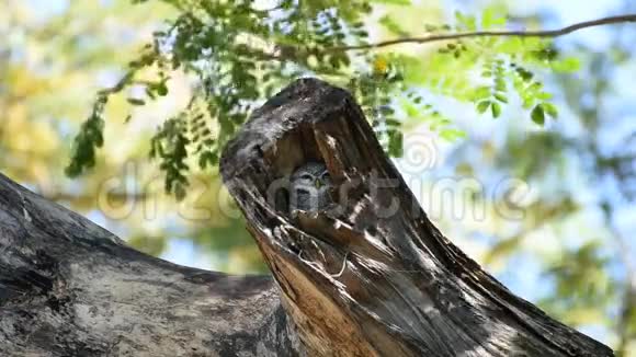 鸟斑点点的猫头鹰猫头鹰在中空的树干上视频的预览图