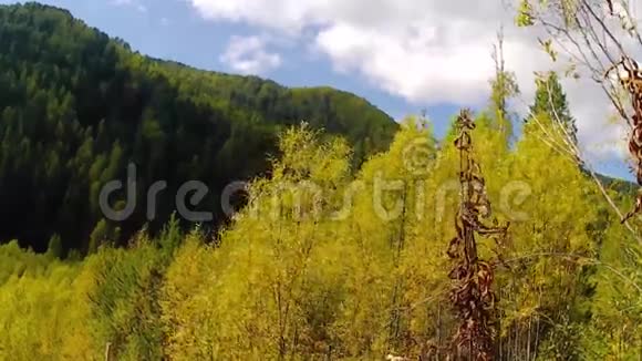 秋天森林的景色非常好西伯利亚视频的预览图