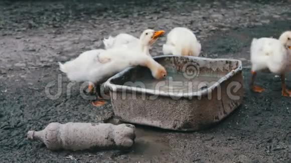 许多鹅在雨后从农场的脏槽里喝水视频的预览图