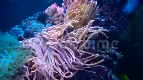 美丽的水下世界视频的预览图