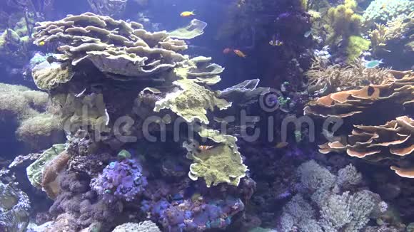 鱼和珊瑚礁视频的预览图