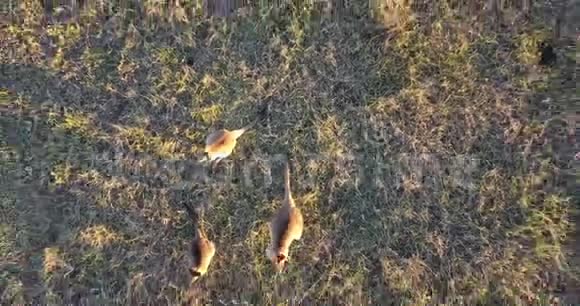 袋鼠在乡间田野里视频的预览图