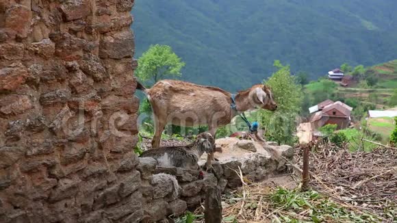 尼泊尔喜马拉雅山牧场的山羊视频的预览图