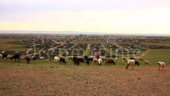 成群的羊在移动哈尔霍林蒙古视频的预览图