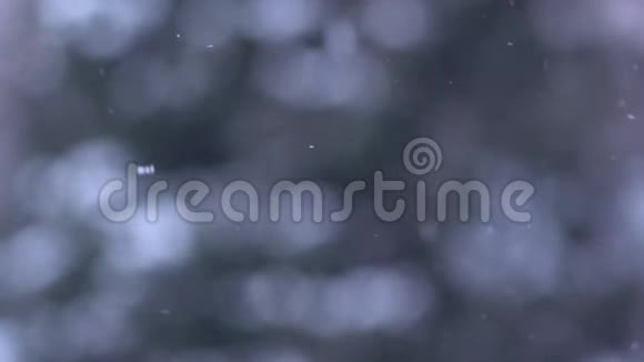 森林背景模糊的冬季暴风雪视频的预览图