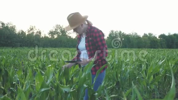 女孩农民带着一块平板电脑来监控收成日落时的玉米地视频的预览图