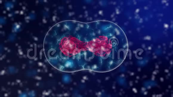 细胞分裂微生物学背景显微镜下有紫色细胞核和蓝色氖细胞质光学视频的预览图