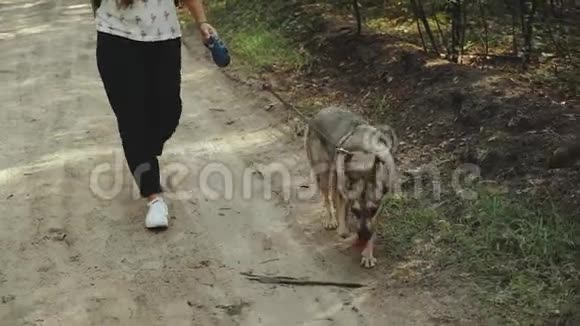 带着咖啡和狗的女孩在美丽的森林里散步女人和混种狗沿着乡村走视频的预览图