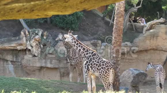 西班牙巴伦西亚市动物园里的动物吉拉菲视频的预览图