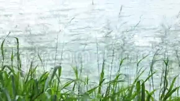 在河边迎风而动的草种视频的预览图