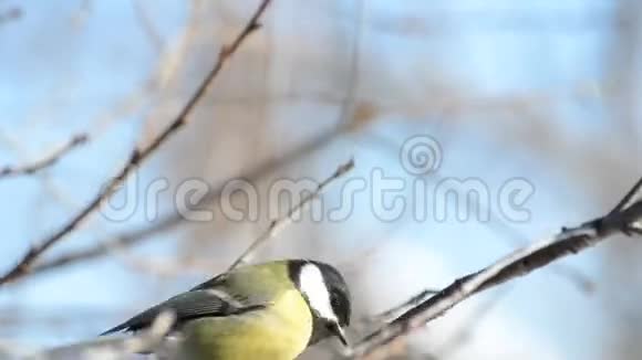 冬天的鸟在树枝上伟大的山雀视频的预览图
