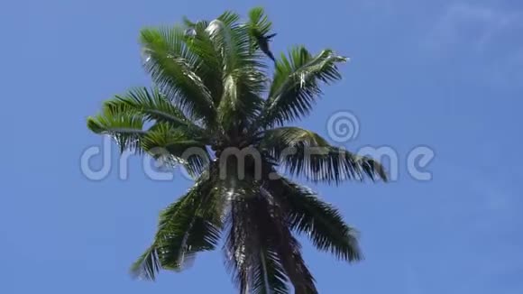 天空或大海上的棕榈树视频的预览图