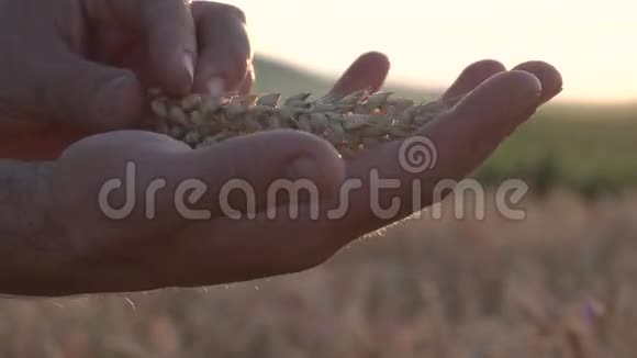 农业人测试成熟小麦耳朵视频的预览图