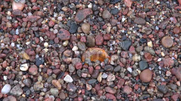手在波罗的海海滩收集美丽的琥珀视频的预览图