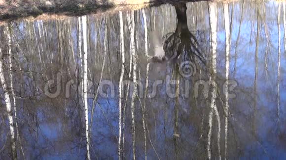 池塘水和树倒影中的石头视频的预览图