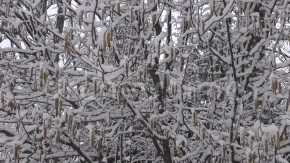 冬天落在森林里的雪自然背景视频的预览图