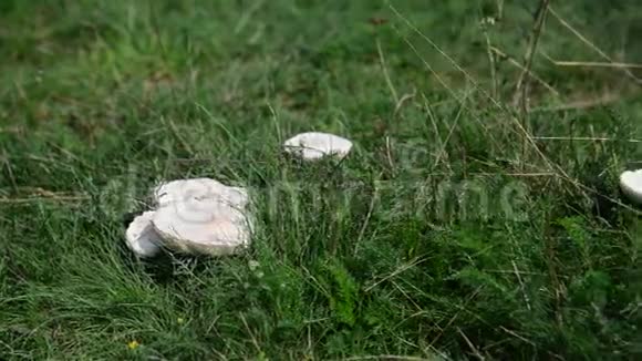 生长在草地上的食用白菇视频的预览图