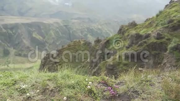 冰岛的吉普车野生动物园视频的预览图