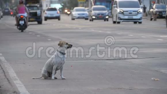 流浪狗与过路汽车和摩托车一起在路上亚洲泰国慢动作视频的预览图