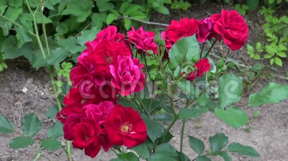 花园里的园丁用放大镜观察新鲜的玫瑰花蕾视频的预览图