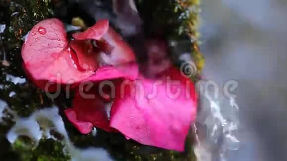 布干维尔的花朵在流水中视频的预览图