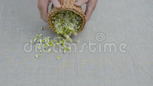 新鲜的草药甘菊花在亚麻布上视频的预览图