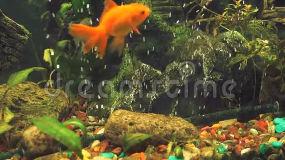 绿色淡水水族馆有小鱼视频的预览图