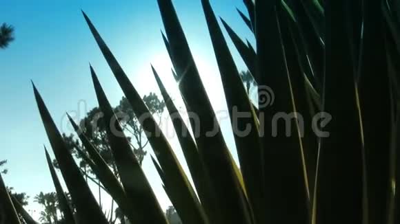 阳光和镜头透过芦荟植物视频的预览图