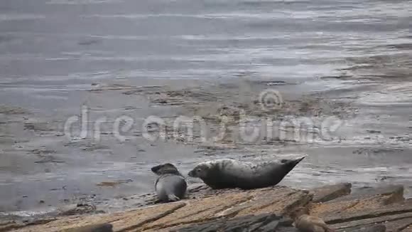 灰色的海豹栖息在岩石海岸视频的预览图