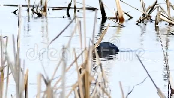 湖中自然芦苇条件下两只鸭鸟黑色野生漂浮物视频的预览图
