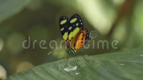 蝴蝶在叶子上觅食Heliconiinae视频的预览图